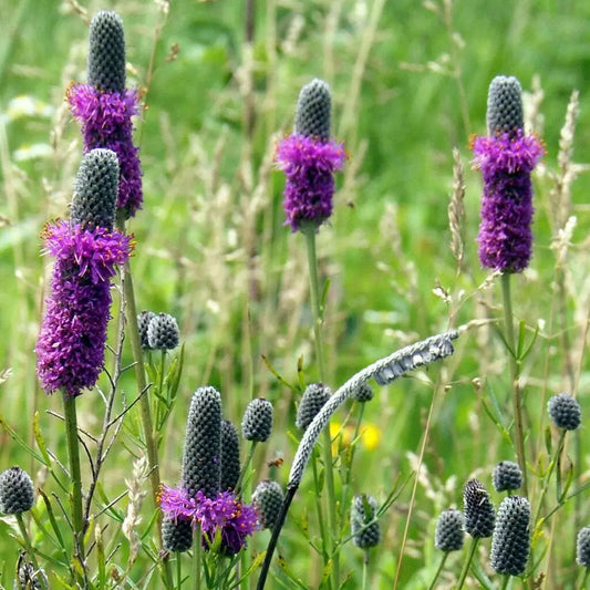 Purple Prairie Clover Seeds - 250+ Native Wildflower Seeds - Perennial - Dalea purpurea - USA, Free Shipping