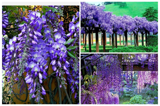Wisteria Tree Seeds 20+ Pack, Fast Growing Flower Vine, Hardy Bonsai Plant, Wisteria sinensis