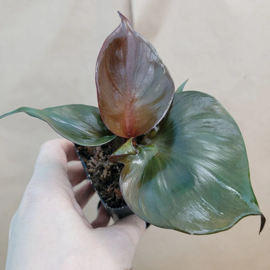 Rare Philodendron Red Heart Plant - 3” Live Tropical Houseplant - Philodendron erubescens