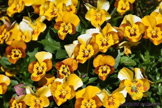 Corina Honeybee Pansy Seeds - 200+ Pack - Viola - Garden Flower Seeds - USA Grown - Free Shipping