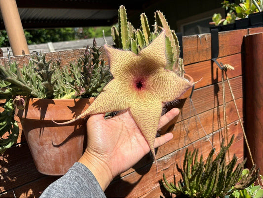 Giant Starfish Flower Plant - Live Rooted Stapelia gigantea - Unique Carrion Flower from Texas