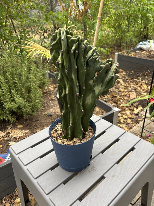 Large Monstrose Peruvian Apple Cactus | Live Cactus Plant | Cereus peruvianus | Texas Grown