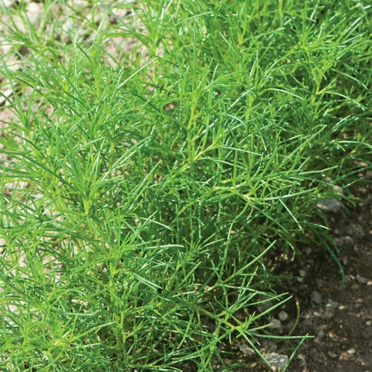 Saltwort Herb Seeds - Non-GMO Japanese Culinary Herb - Unique Flavor for Cooking - Salsola komarovii
