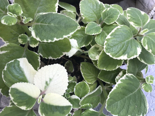 Variegated & Green Cuban Oregano Plant Cuttings - 6 Plectranthus Thyme Cuttings for Gardening or Culinary Use