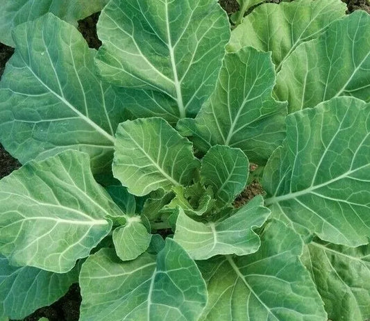 Collard Greens Seeds 300+ Heirloom Southern Cooking Brassica oleracea - Healthy Garden Variety, Free Shipping