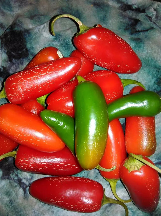 Tam Jalapeno Pepper Seeds - 25+ Heirloom Organic Non-GMO - Fresh Capsicum annuum