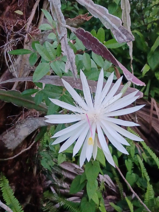 Unrooted 8-10" Night Queen Cutting Baby Dragon Fruit - Hylocereus undatus