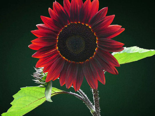 Sunflower Seeds - 40 Chocolate Cherry Annual Variety - Helianthus annuus - USA Grown