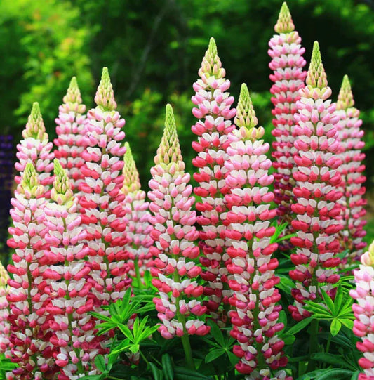 Russell Lupine Seeds, CHATELAINE Apricot, Perennial, Non-GMO, USA, 20 Seeds - Hummingbird Attracting Plant