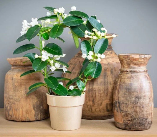 Madagascar Jasmine Starter Plant - Small Green Leaf Stephanotis - Fragrant Indoor Plant (Stephanotis floribunda)