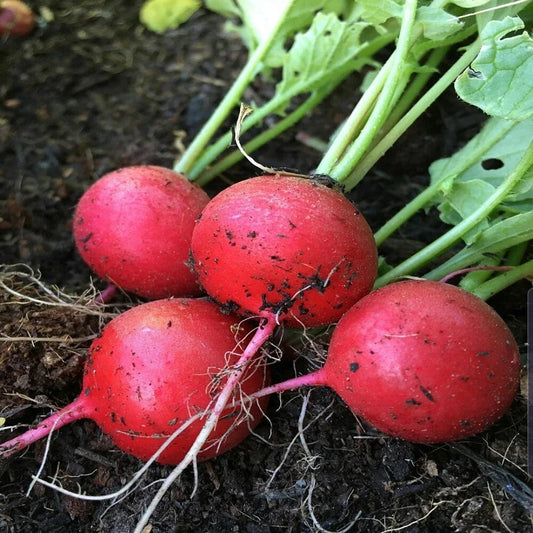 Early Scarlet Globe Radish Seeds 200 Ct - Heirloom NON-GMO Vegetable Garden Seeds - Raphanus sativus