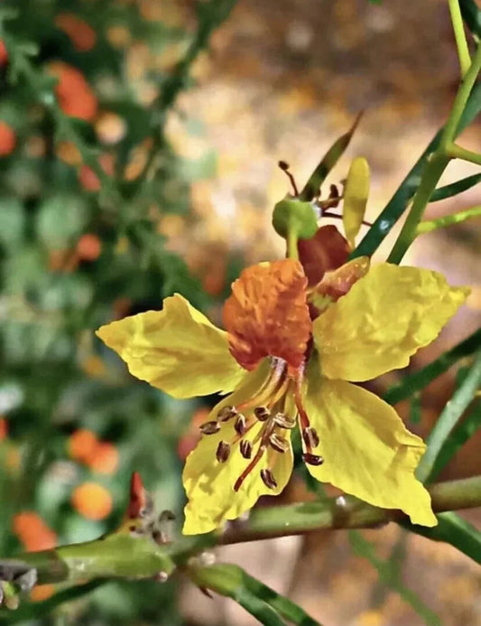 Mexican Palo Verde Seeds, 10 Pack - Parkinsonia Aculeata, Jerusalem Thorn, Jelly Bean, 2025 - USA