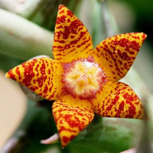 Orbea Schweinfurthii Plant in 3.5" Pot - Orange Carrion Flower - Well Rooted Succulent for Unique Indoor Display