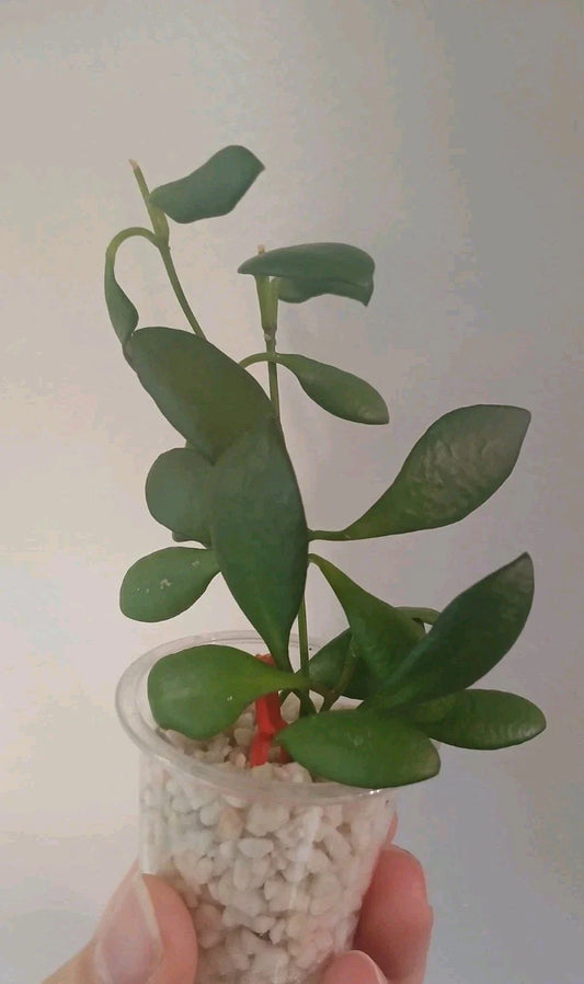 Hoya Heuschkeliana Cutting - Live Plant Cutting - Trailing Houseplant - Indoor Plant - Tropical Vine