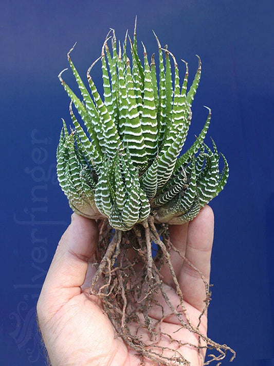 Zebra Plant Succulent | Small Haworthiopsis attenuata | Hardy Desert Variety | Low Maintenance Indoor Plant