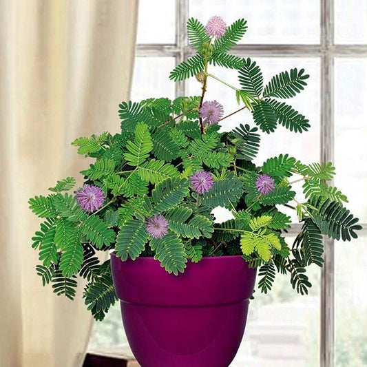 Dwarf Sensitive Plant Seeds - Mimosa pudica - Tropical Houseplant Flower Tree Seeds for Indoor Gardening