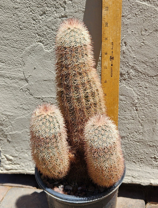 Echinocereus Dasyacanthus Texas Rainbow Cactus Live Rooted Plant - Colorful Succulent for Indoor or Outdoor Garden