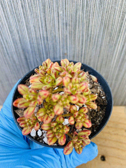 Dwarf Aeonium Plant - Rooted Aeonium sedifolium - Succulent Variety for Indoor and Outdoor Gardens