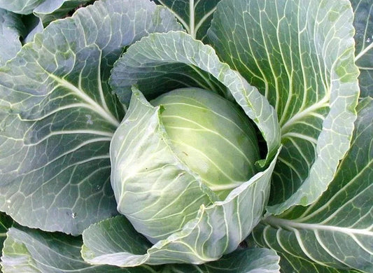 500+ Cabbage Seeds - Heirloom Early Jersey Wakefield - NON GMO - Fresh Cabbage Seeds for Home Gardening