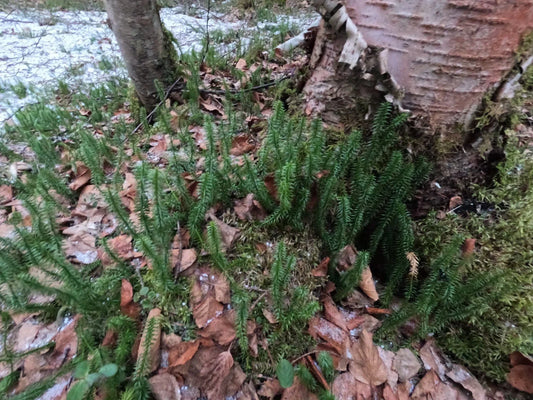 Northern Club Moss Vine - Lycopodium sitchense - Wild Harvested, One Foot, Alaska Grown, Natural Plant Decor