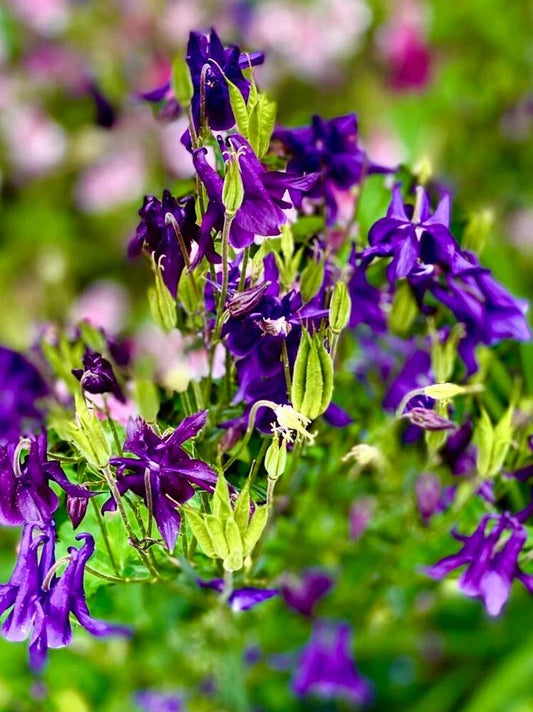 Columbine Seeds PURPLE HAZE Mix Non-GMO Perennial for Hummingbirds & Butterflies Aquilegia spp. - 200 Seeds