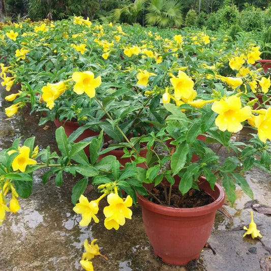 Yellow Allamanda Starter Live Plants - 2 Plug Size, Allamanda cathartica, 5-8 inches Tall