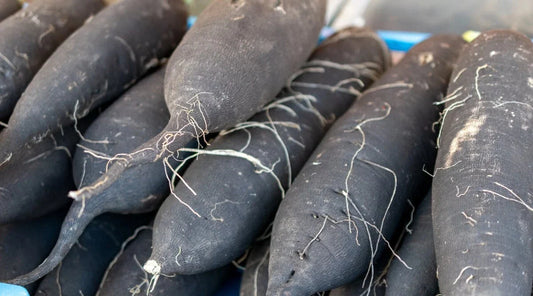 Long Black Spanish Radish Seeds - 500+ Count - Heirloom Vegetable Seeds - Raphanus sativus - Ideal for Garden Planting