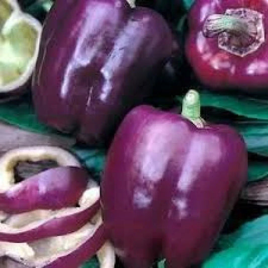 Purple Beauty Bell Pepper Seeds, Sweet, NON-GMO Heirloom, Various Sizes, Capsicum annuum