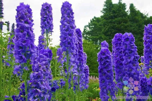 Delphinium Seeds - 200 Count - Faust Variety - Ideal for Garden Planting - USA Grown