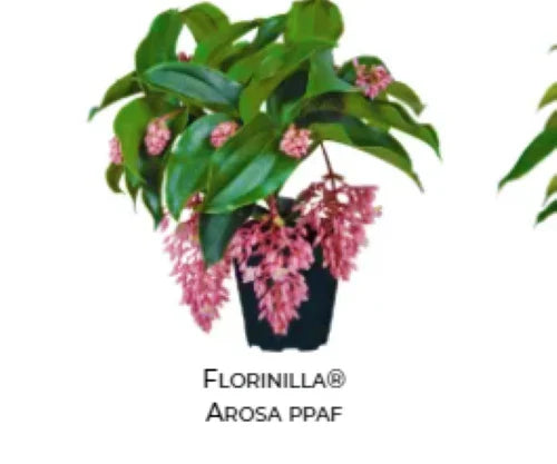 Medinilla Plant Starter | AROSA Magnifica | Live Well Rooted | Very Rare