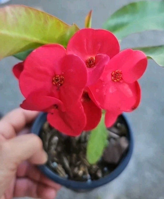 Thai Red Crown of Thorns Live Plant 7" - Corona de Cristo - Euphorbia milii