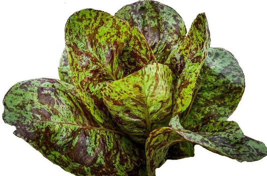 Romaine Freckles Lettuce Seeds - 195 Seeds for Salad Greens - GroCo USA - Heirloom Variety