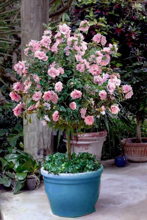 Pale Pink Sugar Tip Double Rose of Sharon Hibiscus Seeds - 30+ Rare Seeds for Stunning Garden Blooms