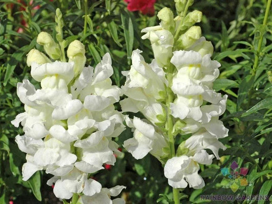 Rocket White Snapdragon Seeds - 1000+ Seeds for Garden Planting - Antirrhinum majus - USA Grown, Free Shipping