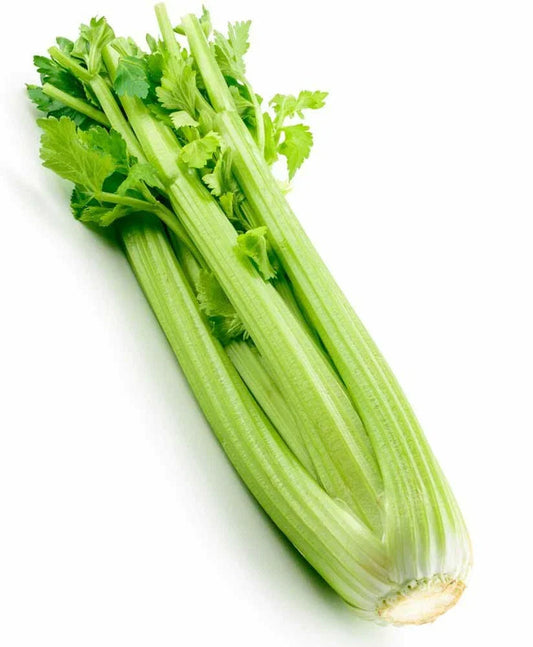 Tall Utah Celery Seeds | 2000+ Heirloom Seeds | Crisp Tender Texture | Fresh USA