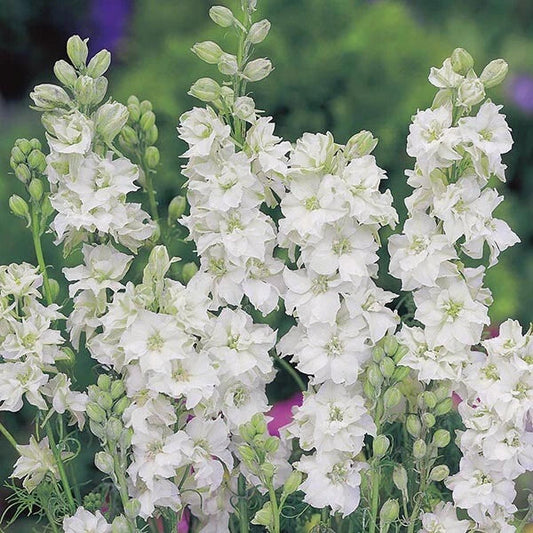 Larkspur Seeds - Wedding White - 100 Seeds - Delphinium ajacis - Annual Flower for Garden and Bouquet