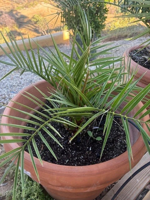 Pineapple Palm Tree - Canary Date Palm - Phoenix Canariensis - Indoor/Outdoor Plant