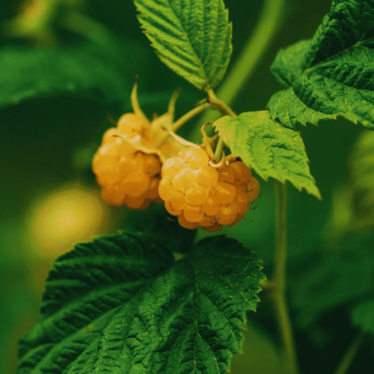 Double Gold Raspberry Canes - Bare Root, 1-Year-Old - Rubus idaeus 'Double Gold' - Hand Picked Nursery