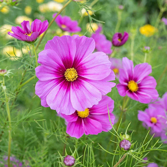 Radiance Cosmos Seeds - 200+ Pack for Garden Planting - Colorful Annual Flower Seeds (Cosmos bipinnatus)