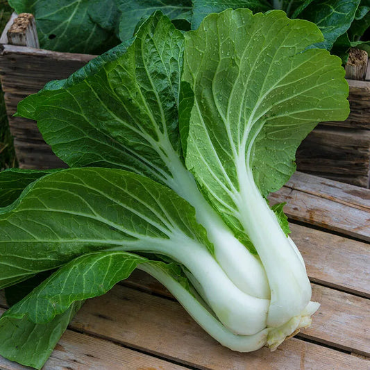 Pak Choi Seeds 800+ Count Non-GMO Chinese Cabbage Bok Choy Seeds USA for Fresh Garden Planting