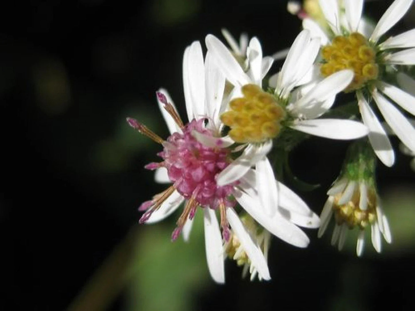 Calico Aster Seeds - 100+ Seeds - Symphyotrichum lateriflorum - Wildflower Garden Planting