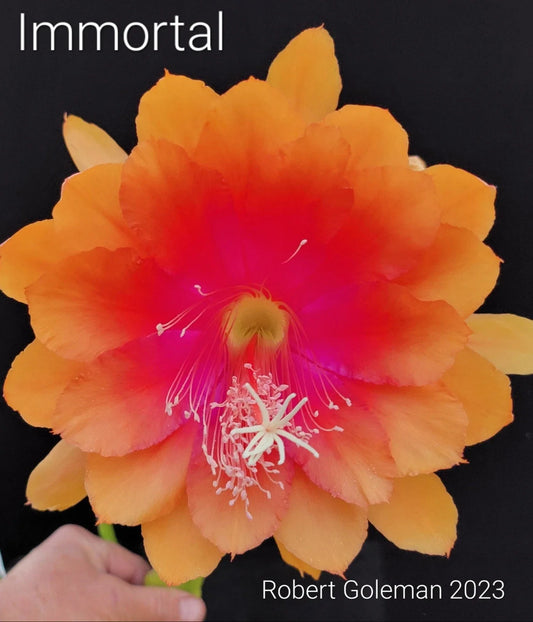 Epiphyllum 'Immortal' Unrooted Cutting - Rare Orchid Cactus - Unique Houseplant Cutting - Perfect for Propagation