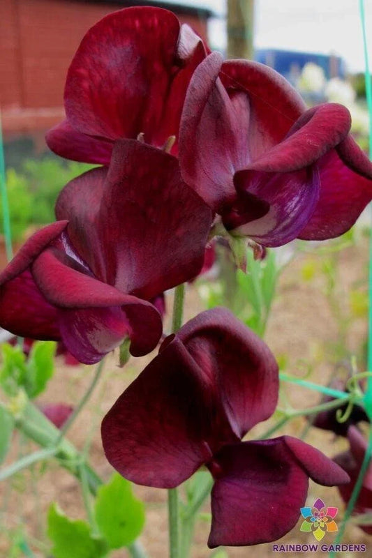 Monty Don Sweet Pea 50 Seeds for Garden Planting - Lathyrus odoratus - USA Shipping