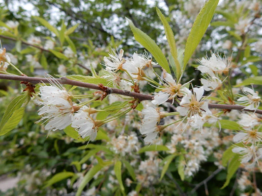 Bitter Cherry Seeds, 20 Count, Prunus emarginata, Edible Fruit, Native Plant, Gardening Seeds