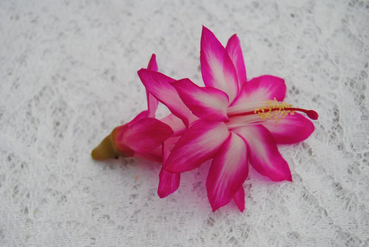 Christmas Cactus Starter Plant - Pink Chocolate - Healthy Well-Rooted Schlumbergera Truncata