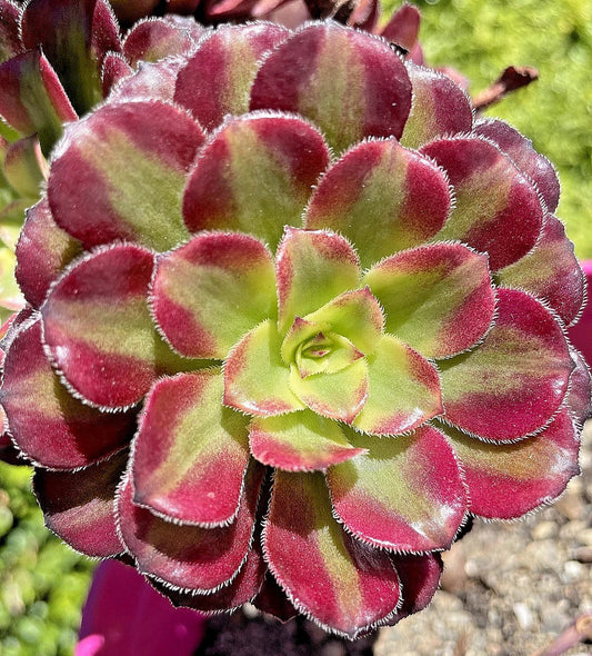 Rare Aeonium Mardi Gras Succulent Cutting 3-4" Variegated Live Plant - Unrooted, Unique Colorful Foliage