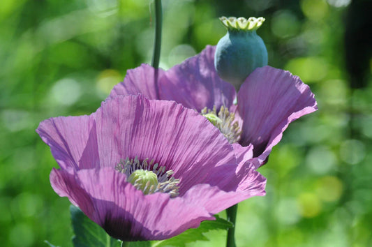 Lavender Poppy Seeds - 1000 Rare Color Seeds - Papaver somniferum - Buy 15 for Free Shipping