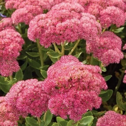 Sedum Autumn Joy Cuttings 4-Pack, Pink Blooms, Hylotelephium telephium, Hardy Perennial, Bee-Friendly, Drought Tolerant