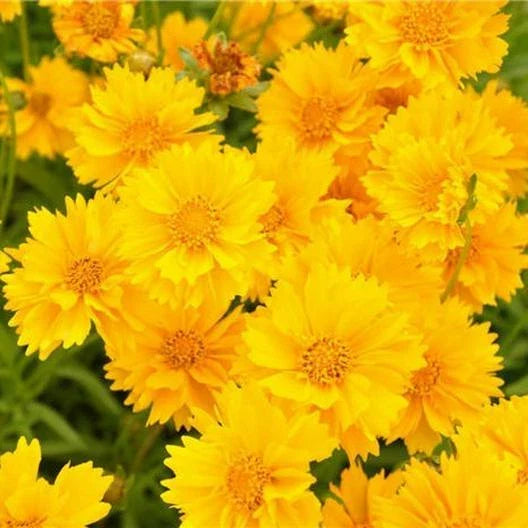 Lance-Leaf Coreopsis Seeds - SUNBURST Perennial Wildflower, TICKSEED, Non-GMO, 100 Pack - Coreopsis lanceolata