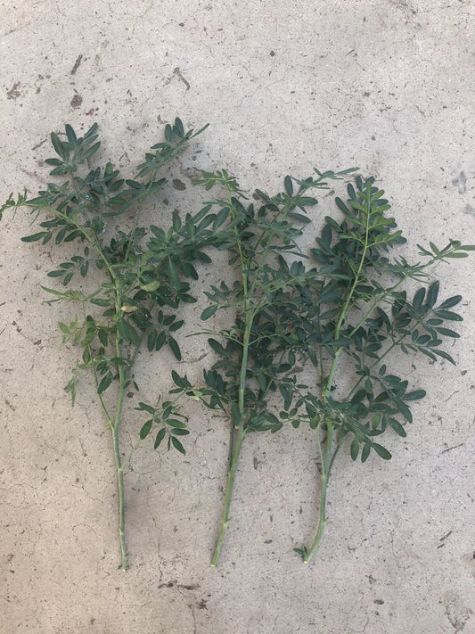 Fresh Cutting Common Rue Plant - Ruta Graveolens - Herb of Grace - Ready to Plant - Aromatic Culinary Herb